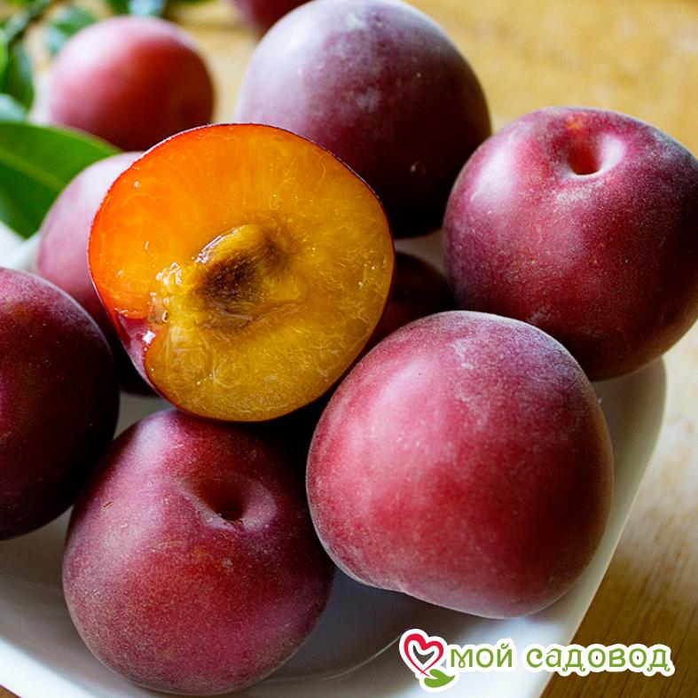 Абрикос Чёрный принц