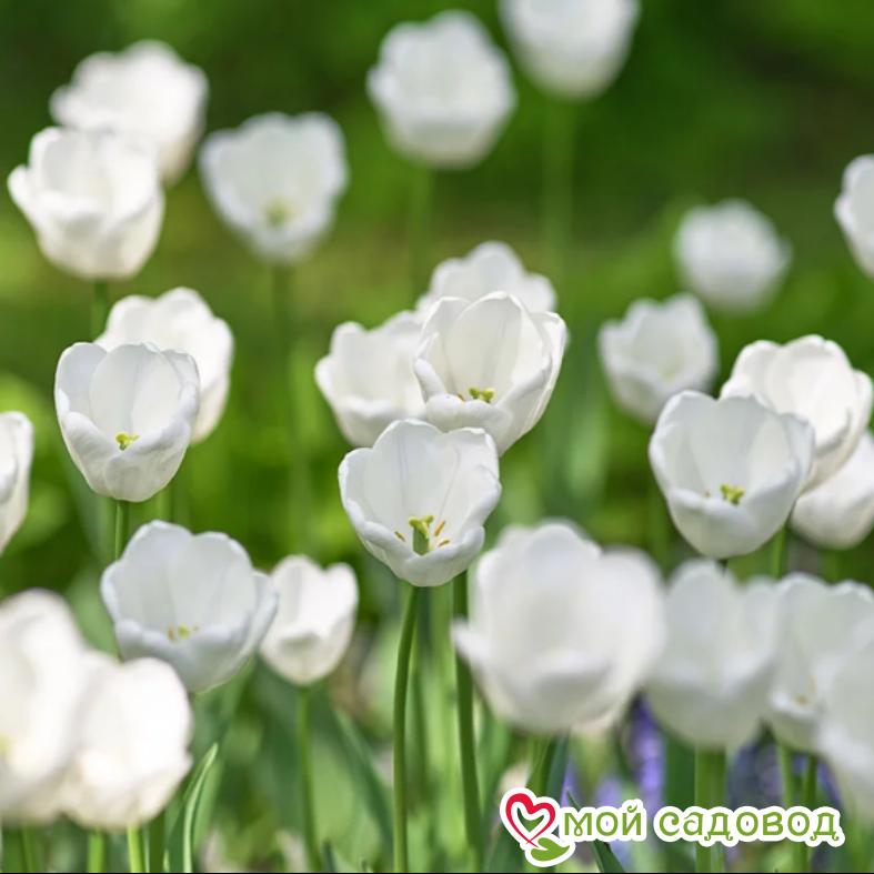 Тюльпан Уайт Принц
