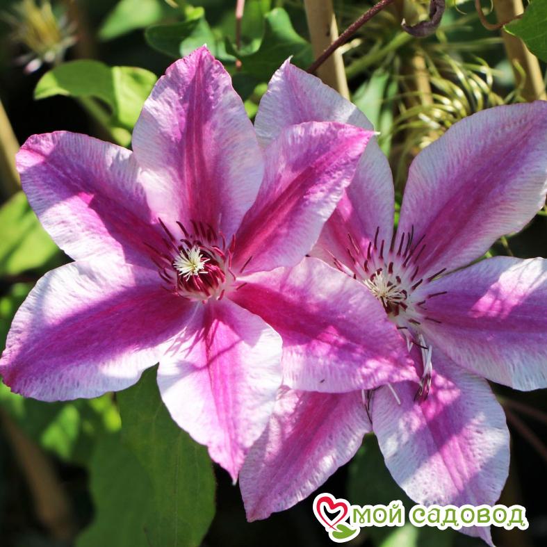 Клематис Карнаби ЗКС