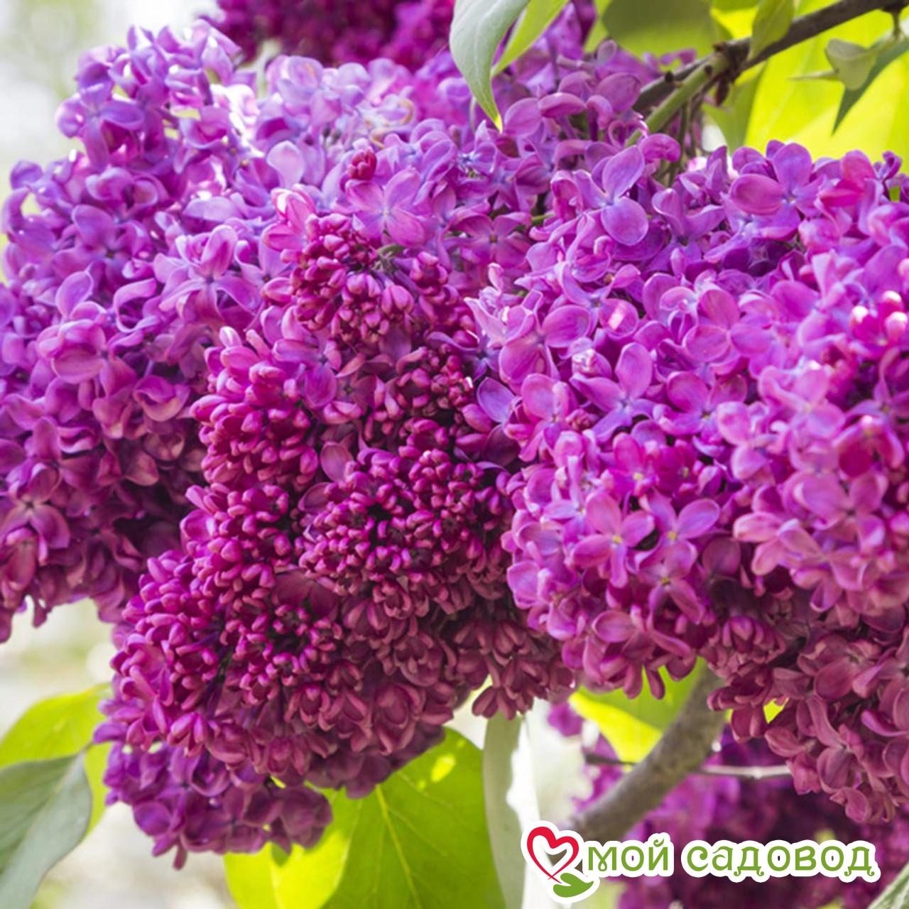 Сирень обыкновенная "Чарльз Джоли"(Charles Joly)