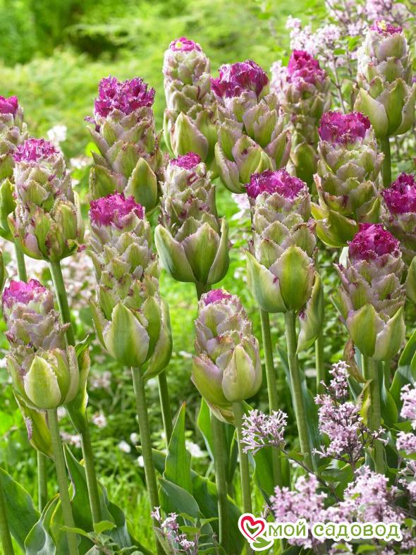 Тюльпан Пурпл Тауэр