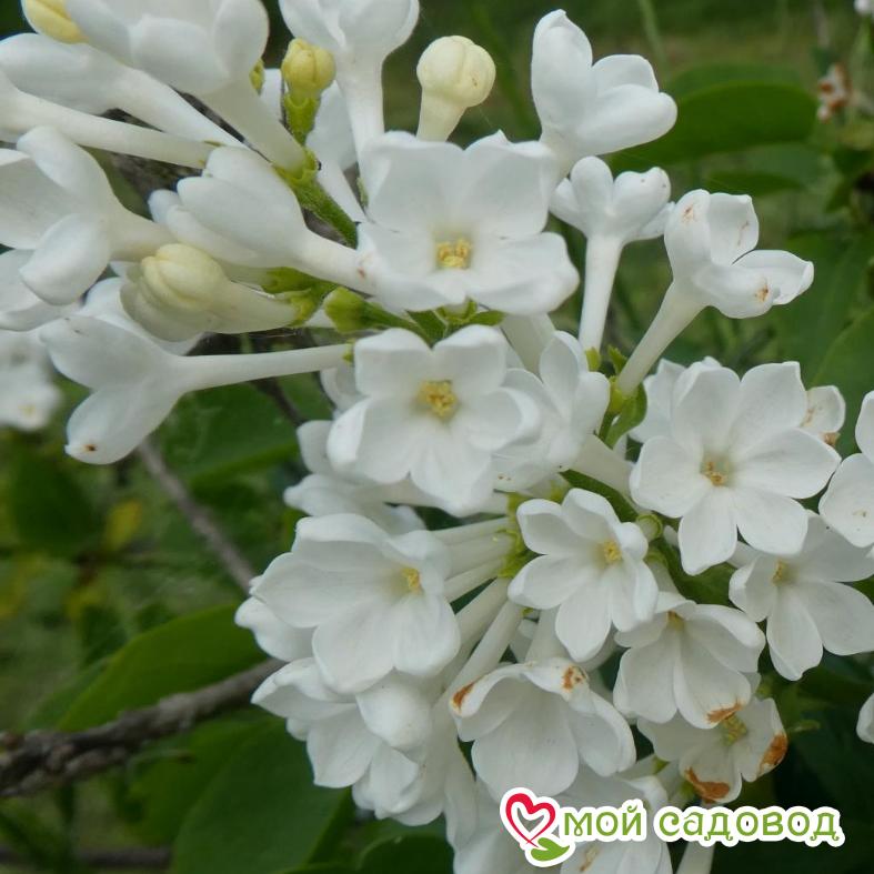 Сирень Рочестер (Rochester)