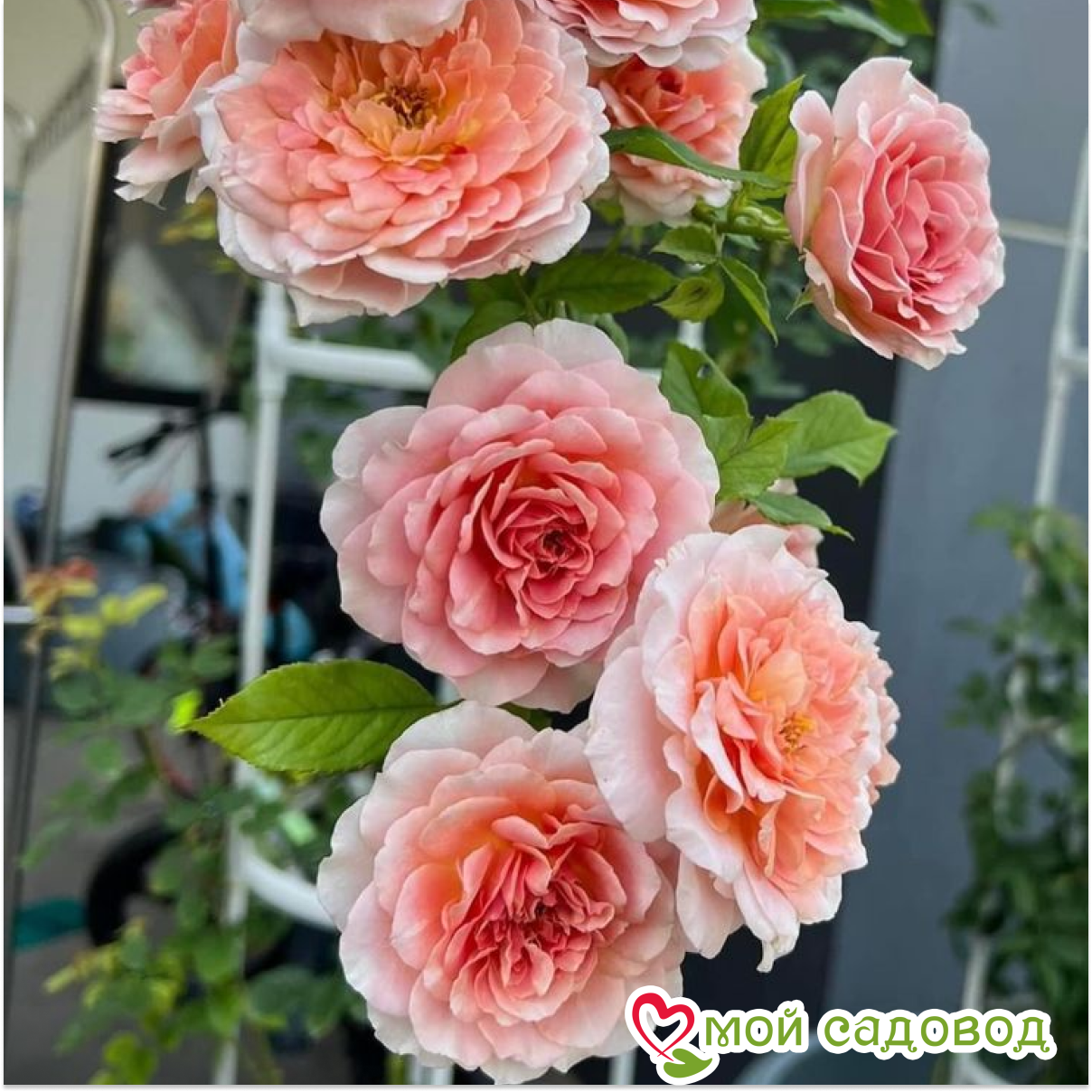 РОЗА ПЛЕТИСТАЯ РОБЭ АЛЯ ФРАНСУА