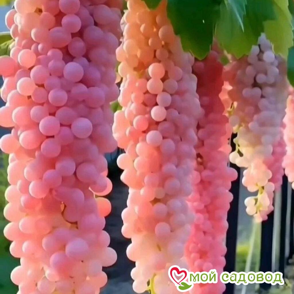 Виноград Пинк Зест